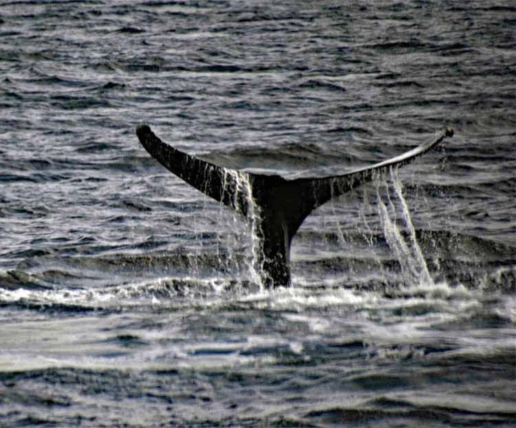 whale tail